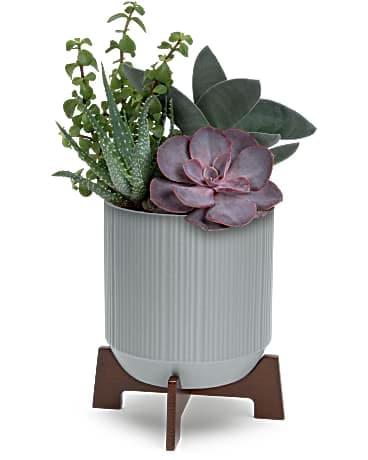 Teleflora's Mod Succulents